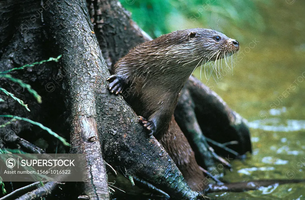 European Otter, lutra lutra, Adult standing in River