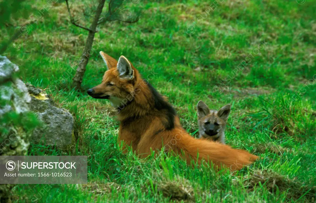 Maned Wolf, chrysocyon brachyurus, Mother with Cub
