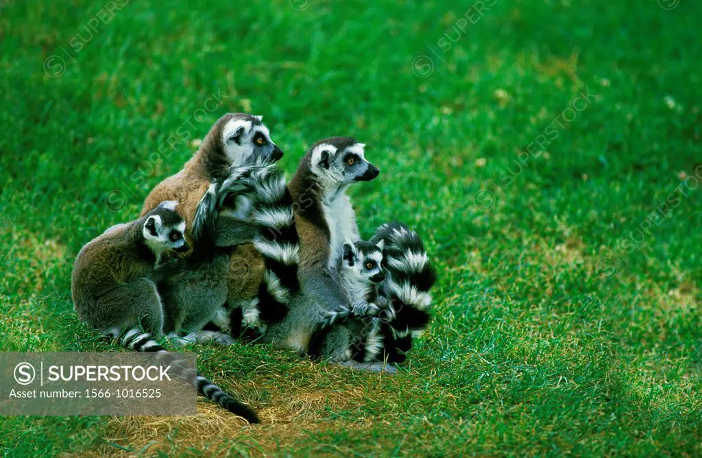 Ring Tailed Lemur, lemur catta, Mothers with Youngs