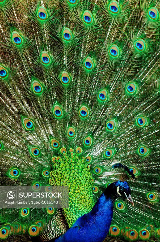 Common Peacock, pavo cristatus, Male displaying with its Feathers fanned, showing its Plumage