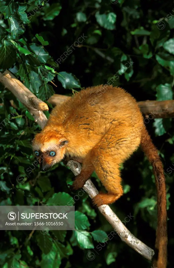 Black Lemur, eulemur macaco, Female standing on Branch