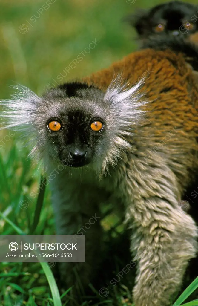 Black Lemur, eulemur macaco, Female