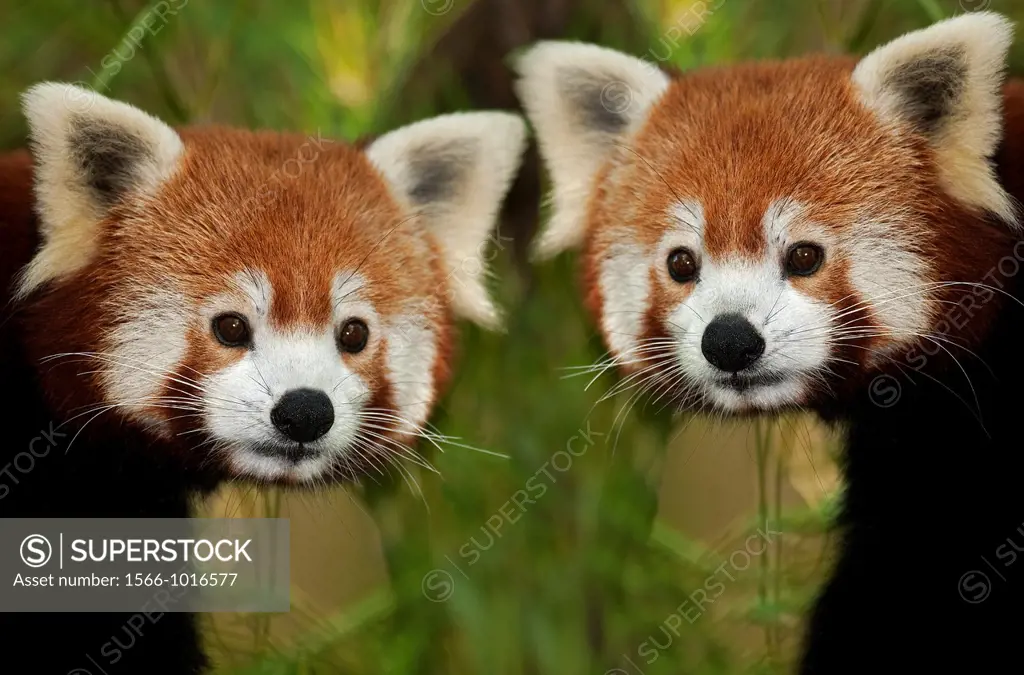 Red Panda, ailurus fulgens, Portrait of Adults