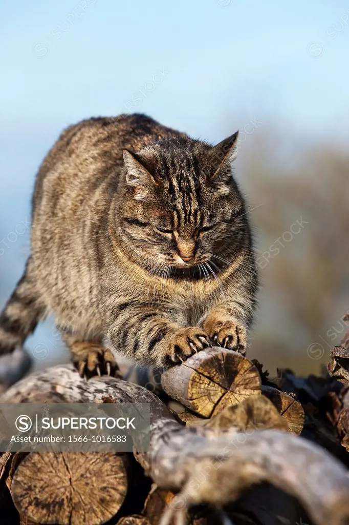 Brown Tabby Domestic Cat, Female Sharpening Claws on Stack of Wood, Normandy