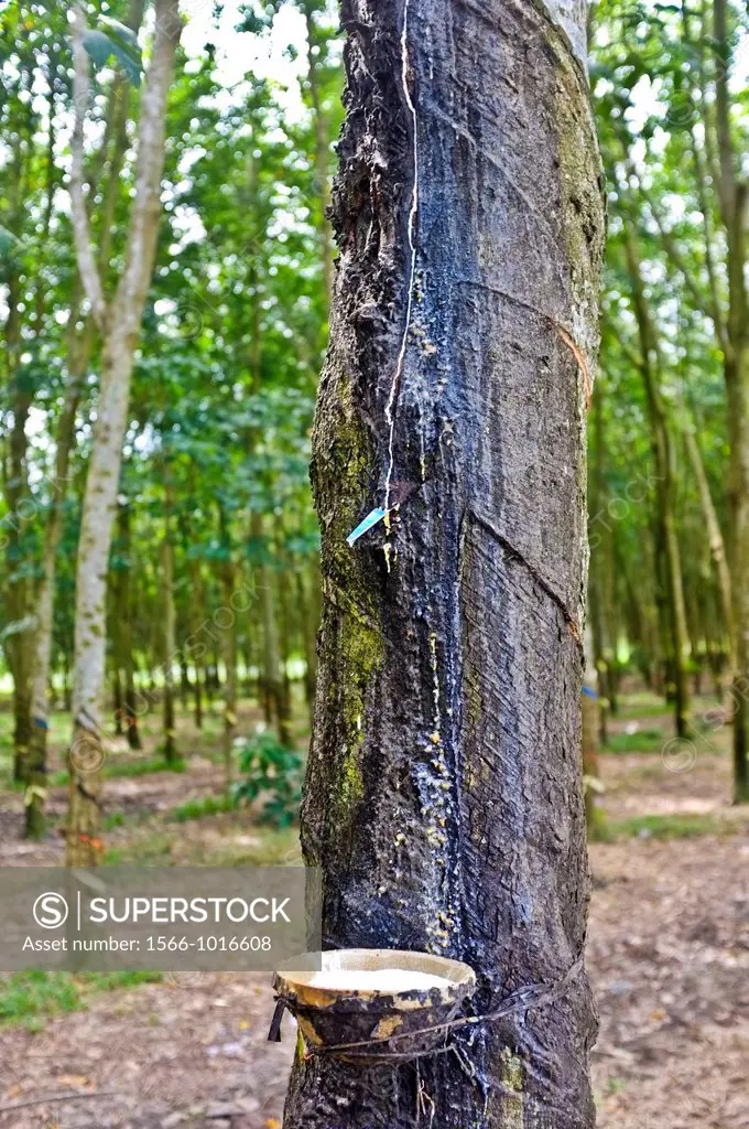 Sap being collected from rubber tree, Vietnam