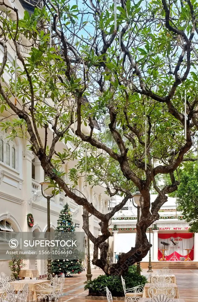 Frangipani tree, courtyard, Hotel Continental, Ho Chi Minh City, Vietnam