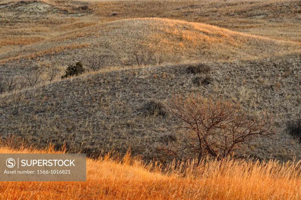 Hills and grasslands at dawn, Theodore Roosevelt NP South Unit, North Dakota, USA