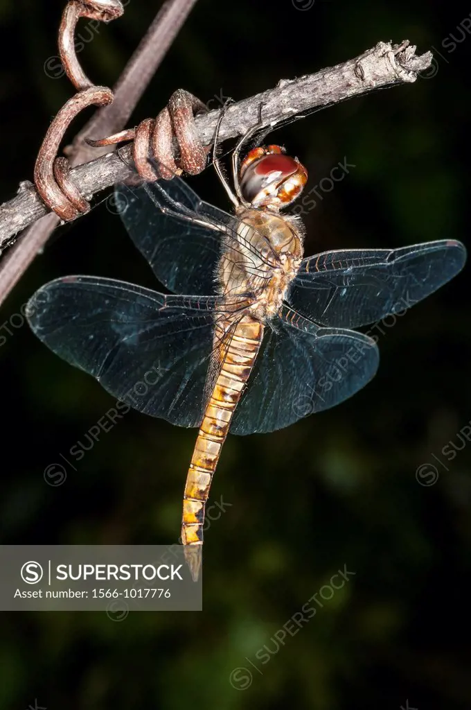 Wandering Glider Dragonfly Pantala flavescens at North Carolina Outer Banks, USA