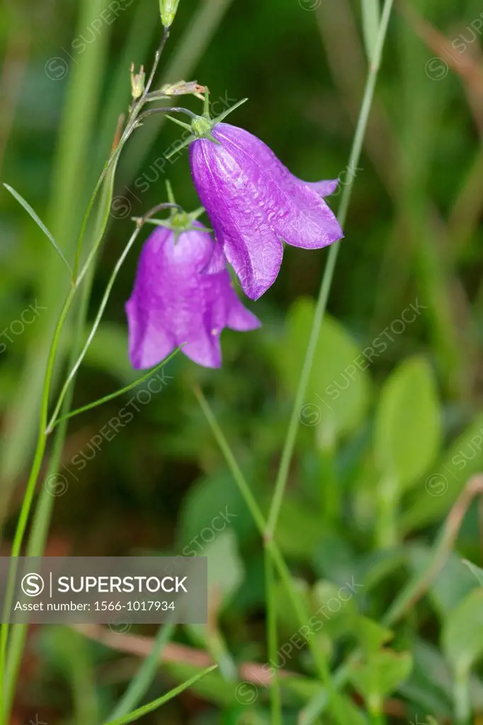 Campanula rotundifolia or Scottish bluebell in the mountains, Alps, France.