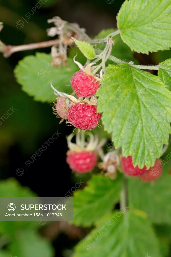 Raspberry, Rubus idaeus, Alps, France.