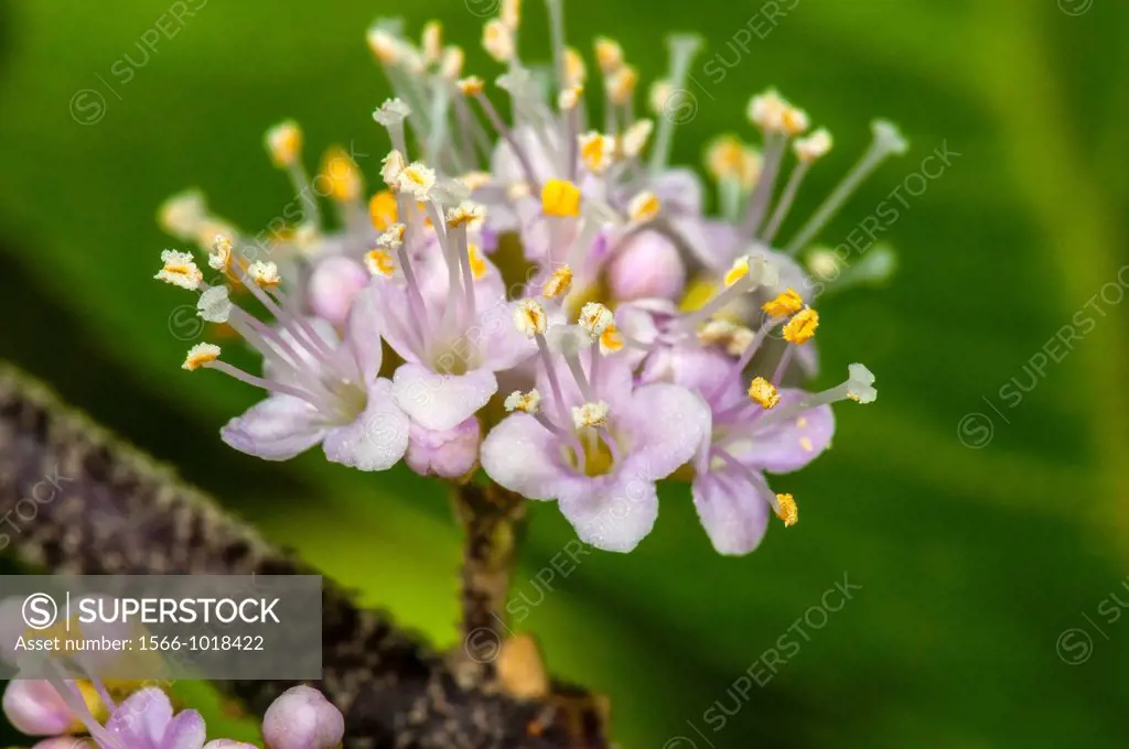 Beauty Berry Callicarpa americana, Outer Banks, Corolla, North Carolina United States