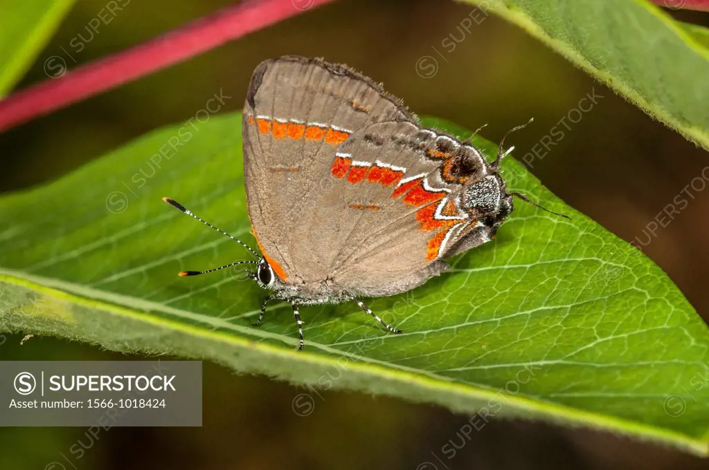 Red-banded Hairstreak Butterfly on Indian Hemp, Outer Banks, Corolla, North Carolina United States