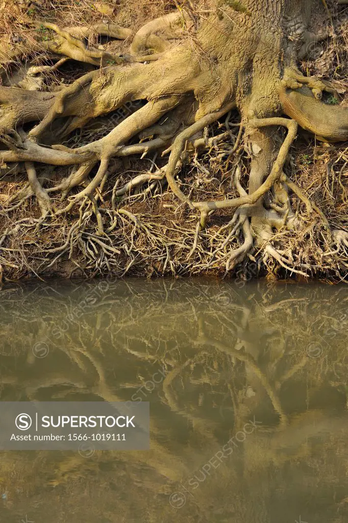 Washed Plant Roots on the River Bank, River Tauber, Baden-Wurttemberg, Germany