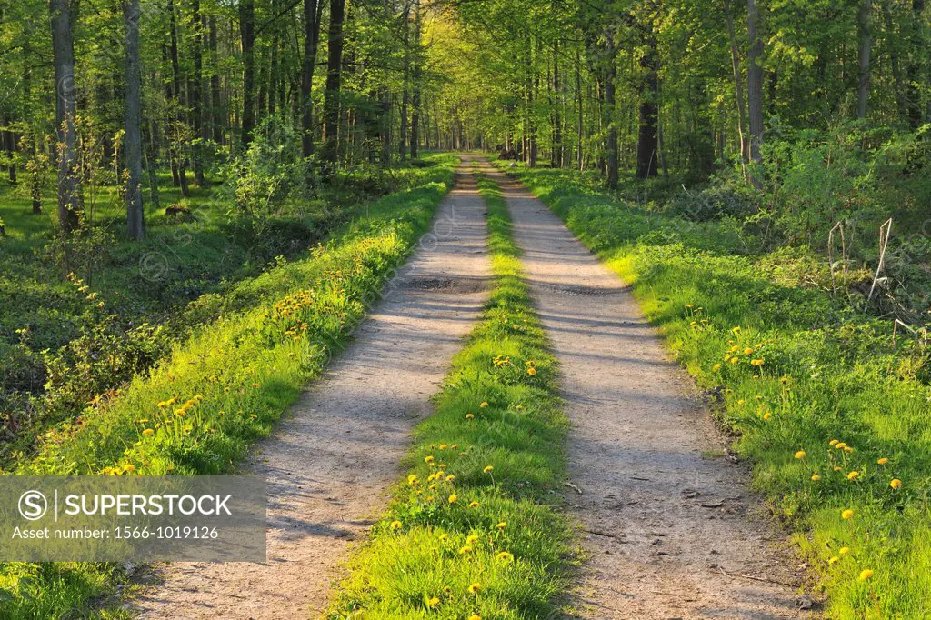 Forest Path in Spring, Renchen, Baden-Wurttemberg, Germany