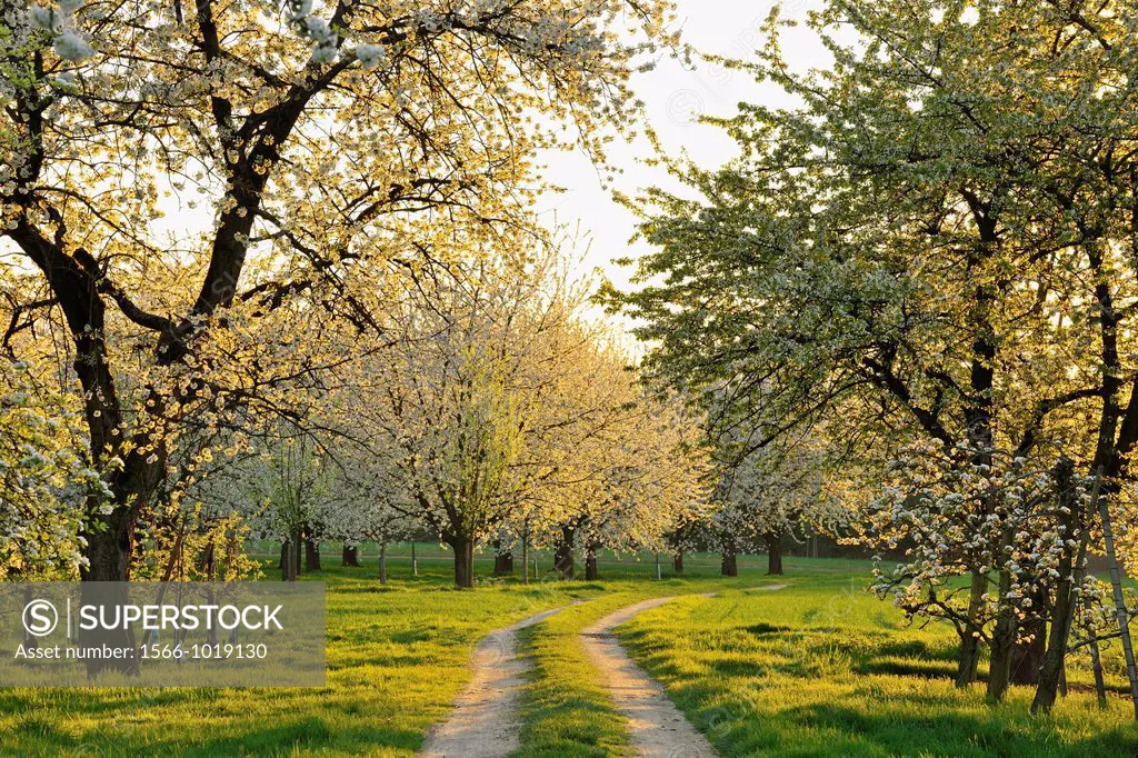 Field Path with Blossom Cherry Tree in Spring, Appenweier, Baden-Wurttemberg, Germany