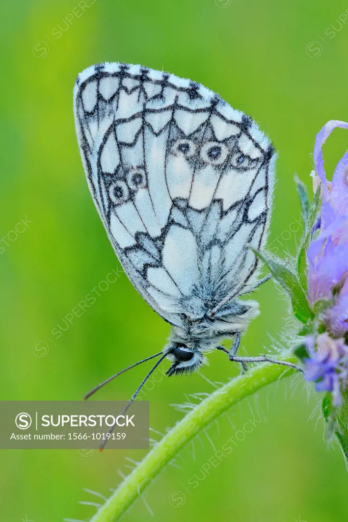 Butterfly, Marbled white, Melanargia galathea, sitting on a Blossom, Karlstadt, Franconia, Bavaria, Germany