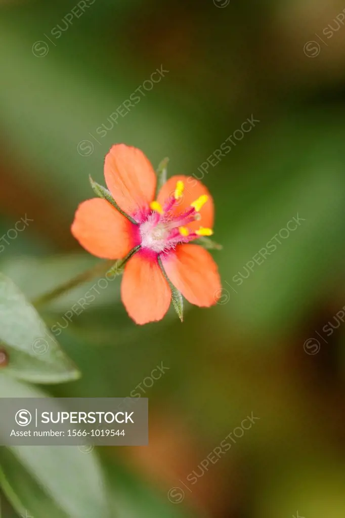 Anagallis arvensis, Scarlet Pimpernel Flower