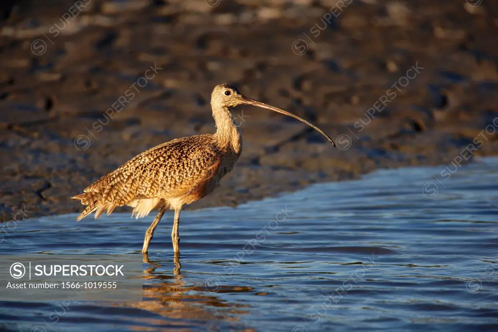 A long-billed curlewNumenius americanus wades on the edge of a mudflat in teh Palo Alto Baylands Reserve. Palo Alto, California, USA.