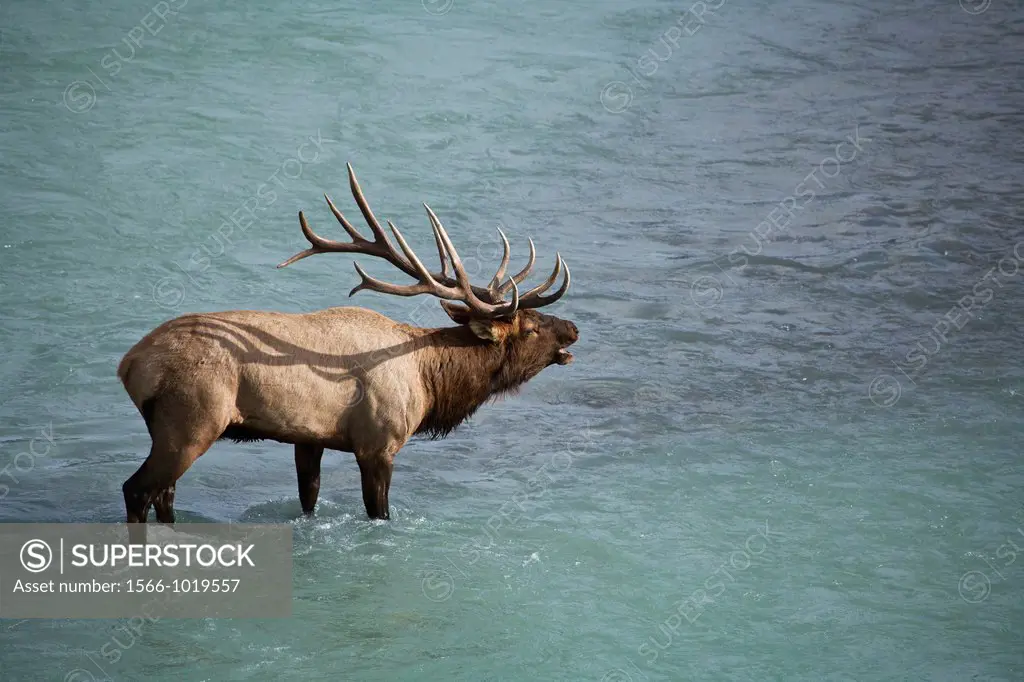 A bull elk Cervus canadensis calls to his herd from the edge of a glacial fed river in Jasper National Park, Alberta, Canada.