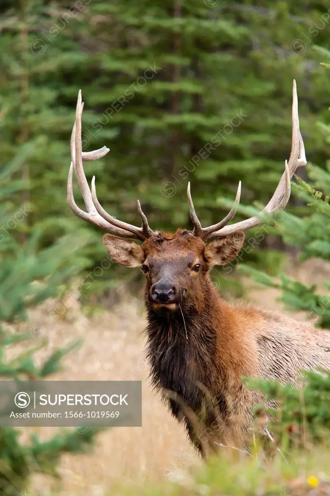 A bull elk Cervus canadensis peers through the trees in Jasper National Park, Alberta, Canada