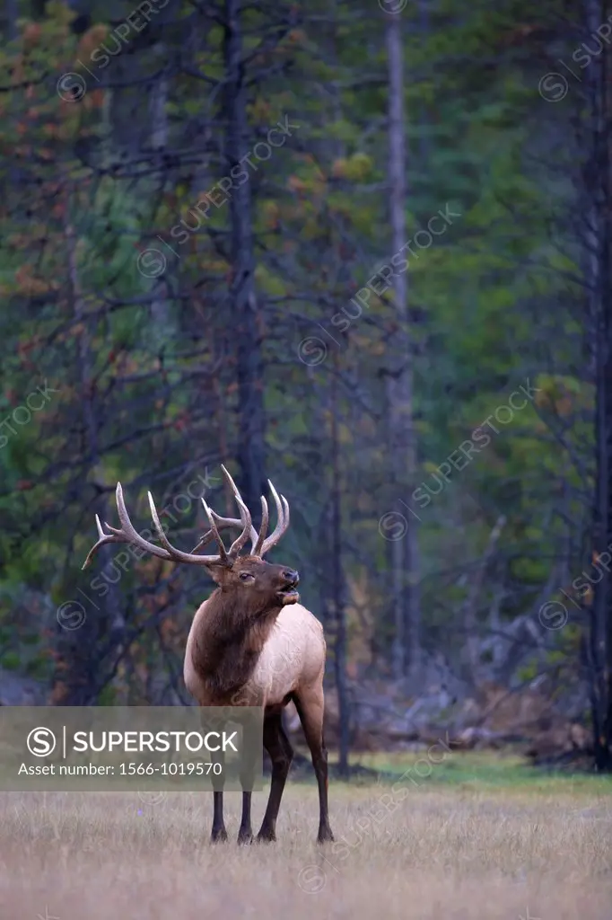 A bull elk bugles at the edge of a meadow