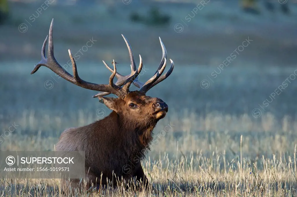 A bull elk Cervus canadensis sits in a meadow in Jasper National Park, Alberta, Canada