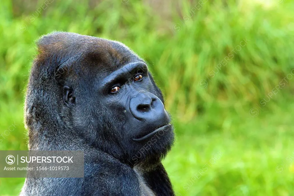 A silverback gorilla contemplates visitors at the San Francisco Zoo