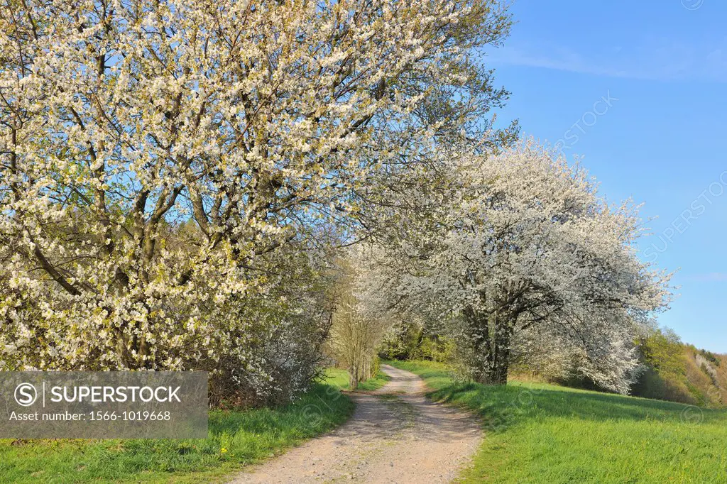 Field Path with blossoming Cherry Trees in Spring, Lindenfels, Hesse, Germany