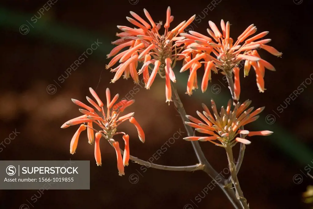 Lateritia Aloe in bloom