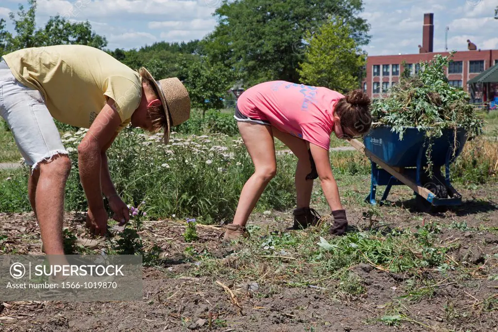 Detroit, Michigan - Volunteers pull weeds to prepare for a community garden in Romanowski Park