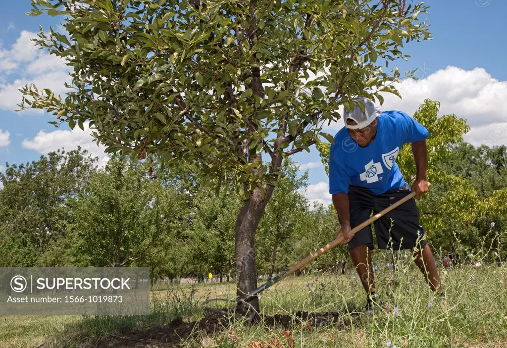 Detroit, Michigan - Interns from Blue Cross Blue Shield of Michigan work as volunteers in Romanowski Park, helping to create an orchard in a community...
