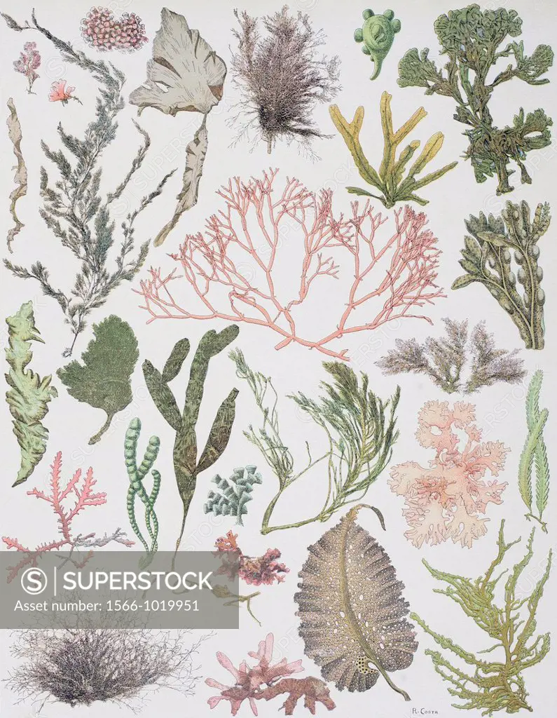 Different strains of seaweed  From Enciclopedia Ilustrada Seguí, published Barcelona circa 1910