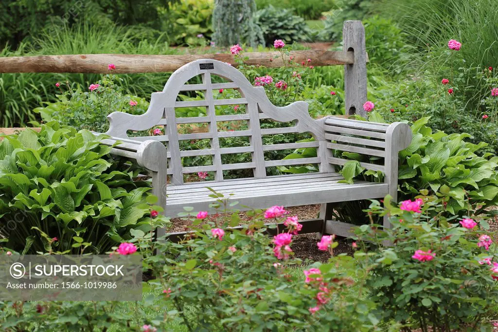 A bench amidst roses at Stanley Park, Westfield, Massachusetts