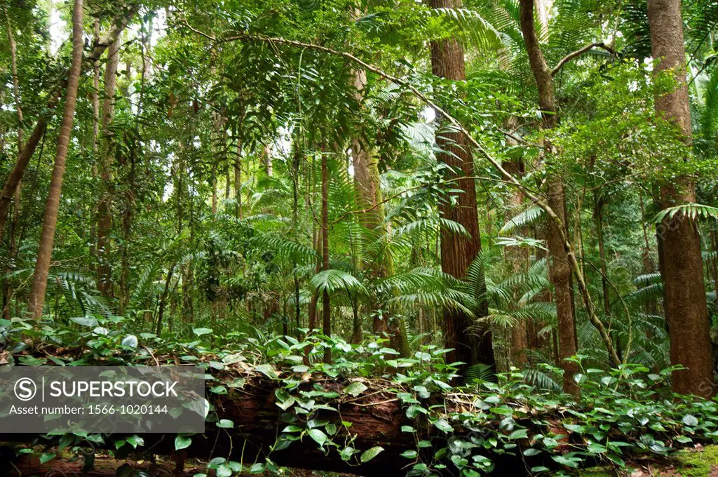 Vine covered fallen tree, Rain forest, Central Station  Fraser Island, Great Sandy National Park, Queensland, Australia