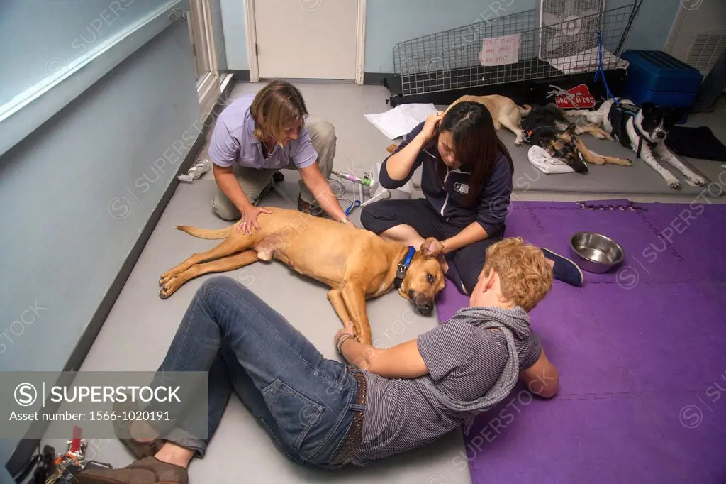 Recovering from a hindquarters injury, a Rhodesian Ridgeback dog is treated by a veterinary physical therapist at an animal hospital in Santa Monica, ...
