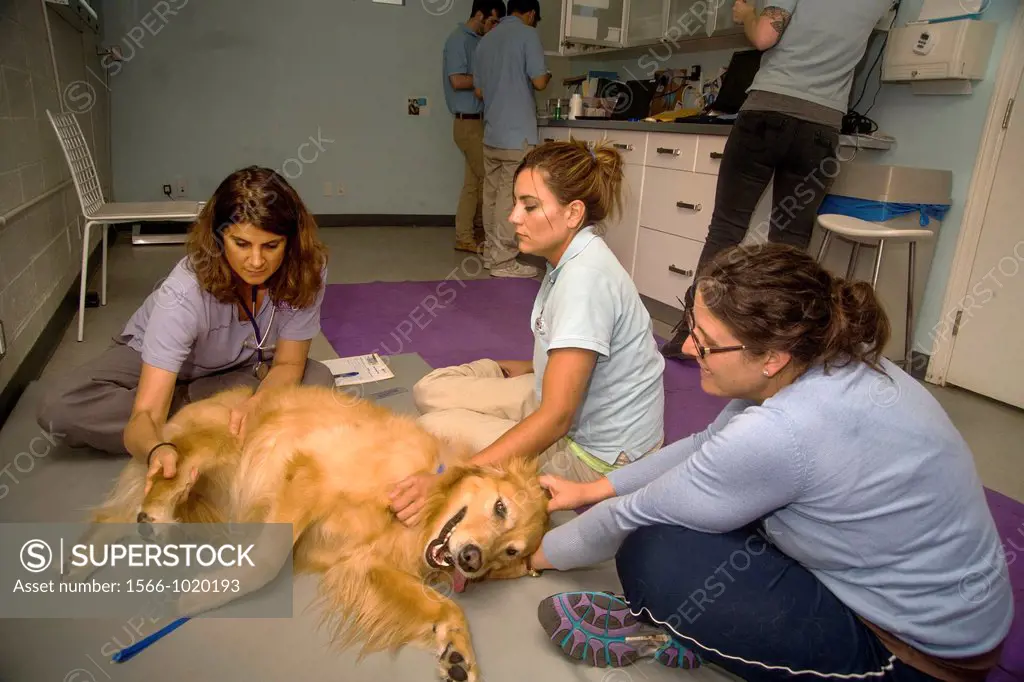 A veterinarian evaluates the physical condition of a dog before treatment at an animal hospital in Santa Monica, CA