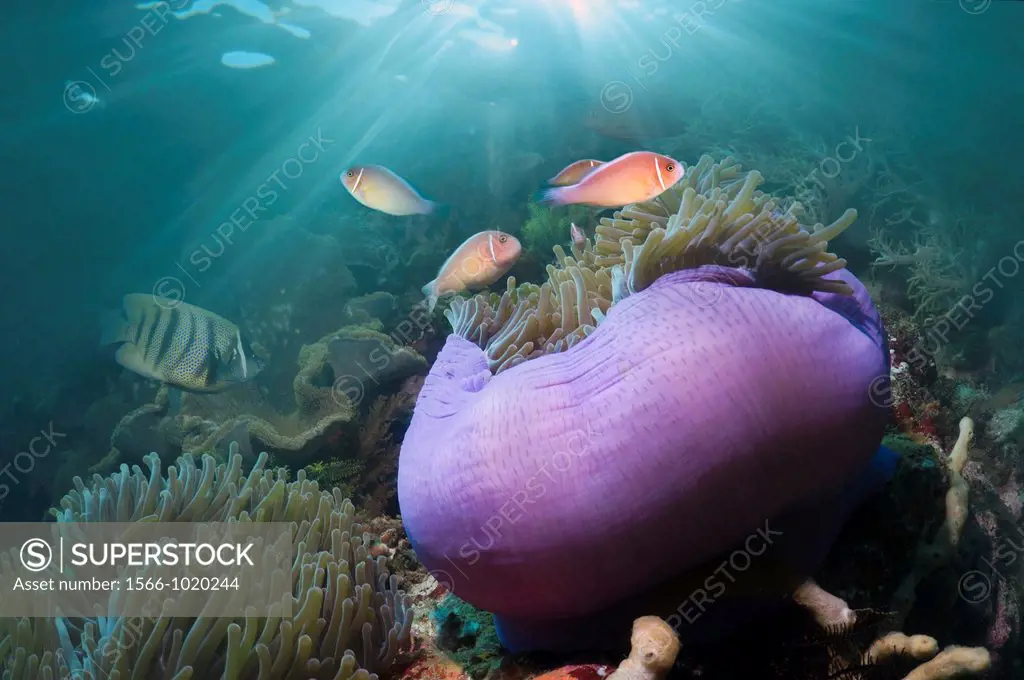 Magnificent anemone Heteractis magnifica with Pink anemonefish Amphiprion perideraion on coral reef  Rinca, Komodo National Park, Indonesia  Digital c...