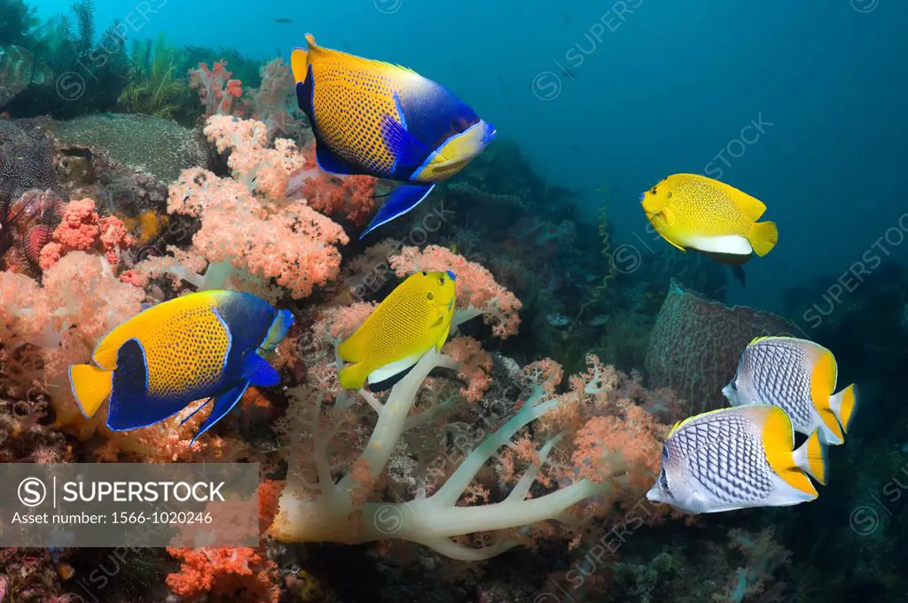 Blue-girdled angelfish Pomacanthus navarchus, Three-spot angelfish Apolemichthys trimaculatus and Yellowtail butterflyfish Chaetodon xanthurus swimmin...