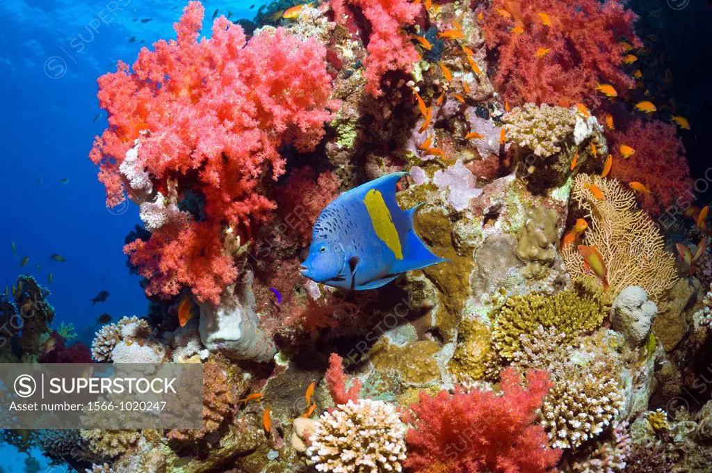 Yellowbar angelfish Pomacanthus maculosus swimming over coral reef with soft corals  Egypt, Red Sea