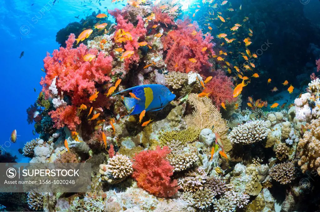 Yellowbar angelfish Pomacanthus maculosus swimming over coral reef with soft corals  Egypt, Red Sea