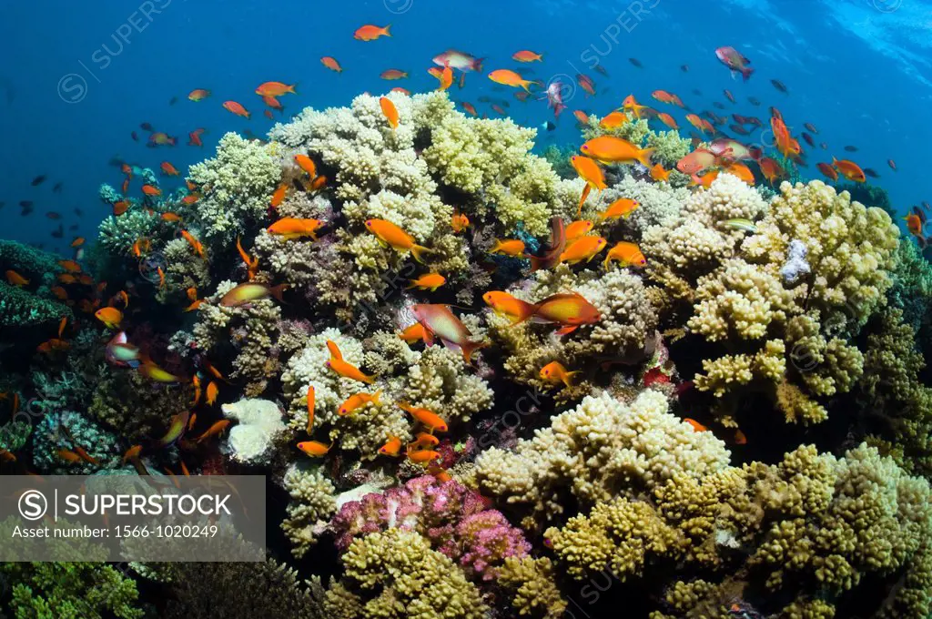 Lyretail anthias or Goldies Pseudanthias squamipinnis over coral reef, feeding in the current  Egypt, Red Sea