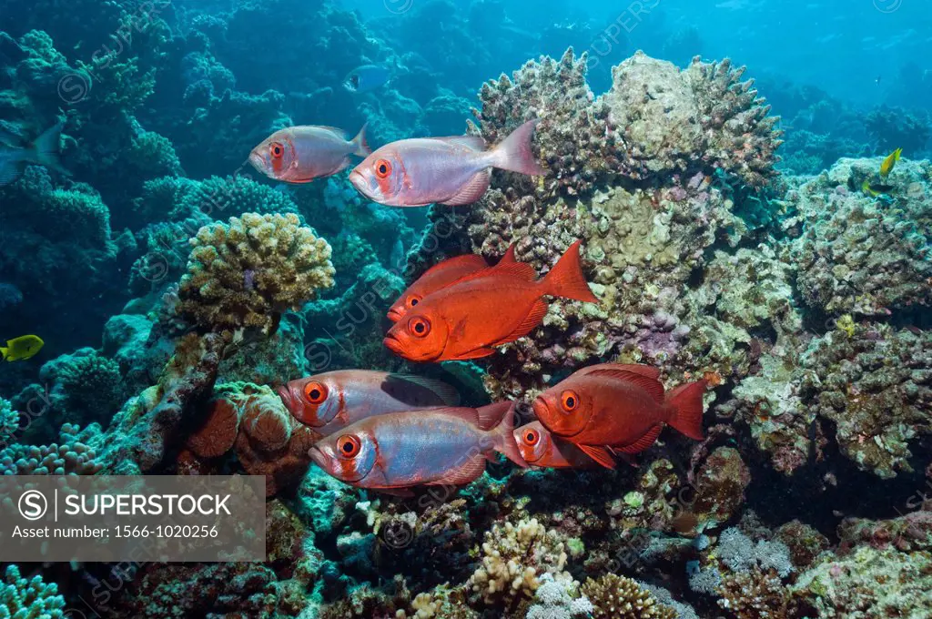 Big-eye or Goggle-eye Priacanthus hamrur on coral reef  Egypt, Red Sea