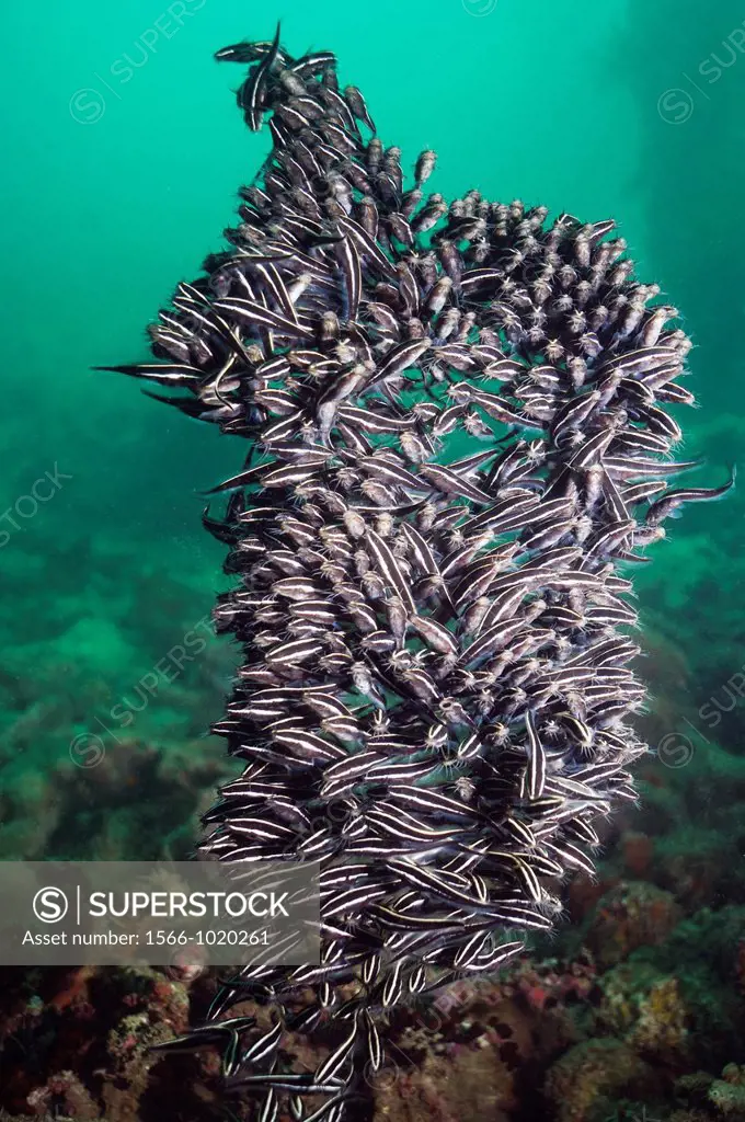 Lined catfish Plutosus lineatus dense school of juveniles moving through the water like a writhing ghost  They have venomous spines  Papua New Guinea
