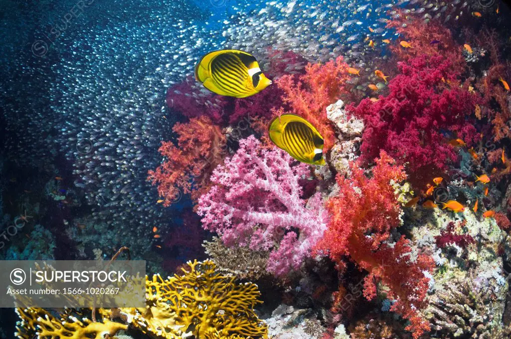 Coral reef scenery with soft corals Dendronephthya sp, a pair of Red Sea raccoon butterflyfish Chaetodon fasciatus and Pygmy sweepers Parapriacanthus ...