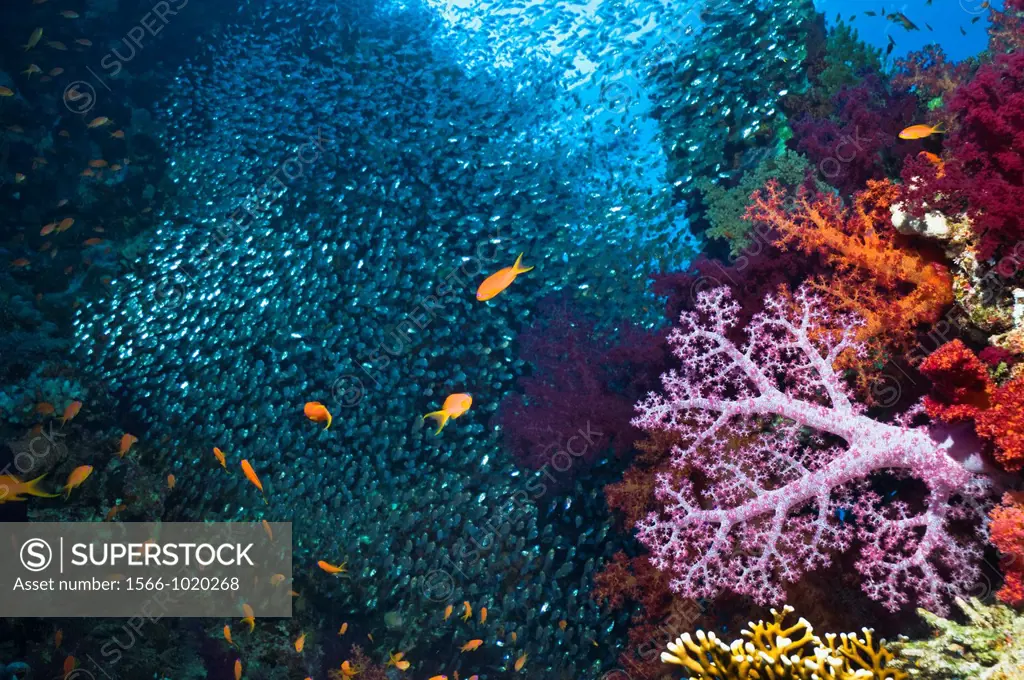 Coral reef scenery with soft corals Dendronephthya sp, and pygmy sweepers Parapriacanthus guentheri  Egypt, Red Sea