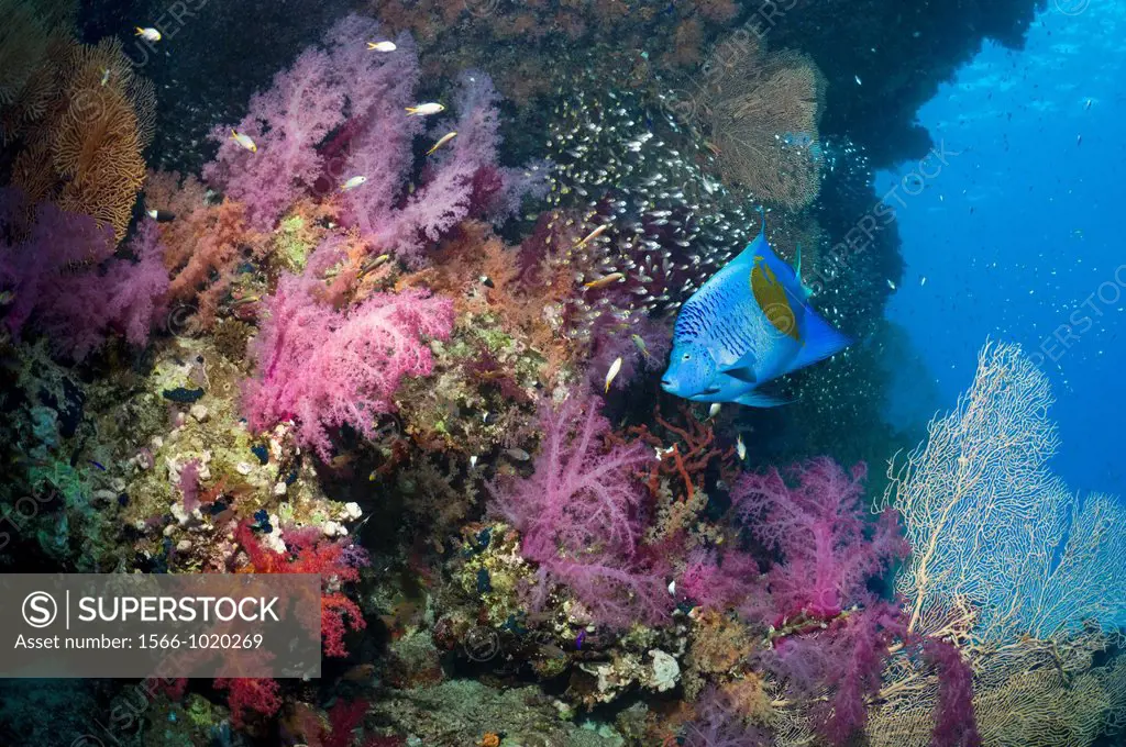 Coral reef scenery with a Yellowbar or Arabian angelfish Pomacanthus maculosus, soft corals Dendronephthya sp, and pygmy sweepers Parapriacanthus guen...
