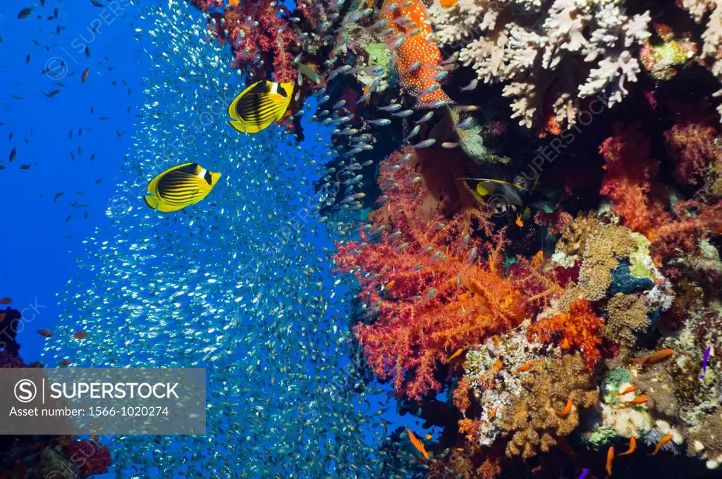 Coral reef scenery with soft corals Dendronephthya sp, a pair of Red Sea raccoon butterflyfish Chaetodon fasciatus and Pygmy sweepers Parapriacanthus ...