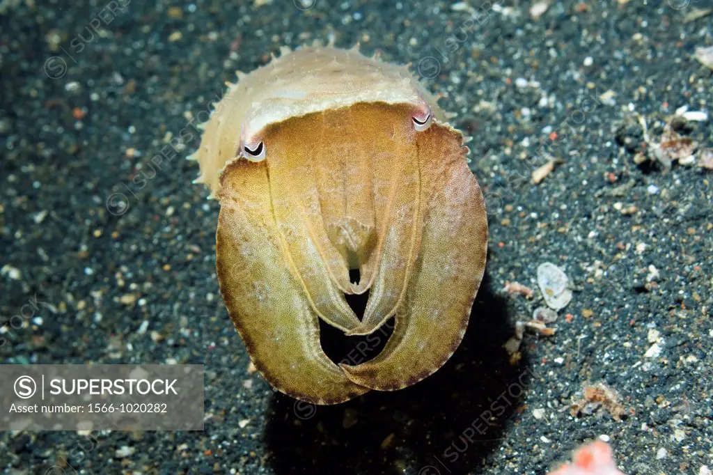 Broadclub cuttlefish Sepia latimanus  Indonesia