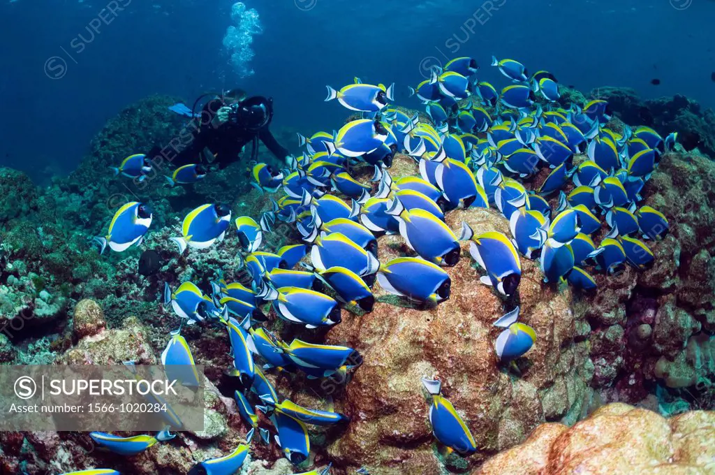 Large school of Powderblue surgeonfish Acanthurus leucosternon grazing on algae covered coral rock with a diver with a camera  Andaman Sea, Thailand