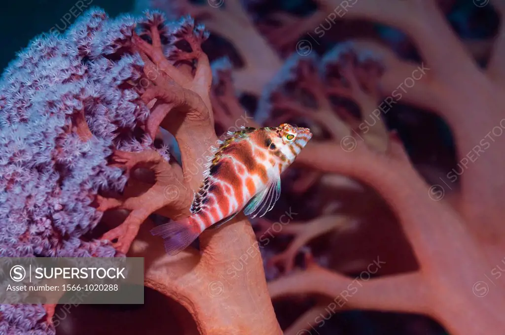 Spotted hawkfish Cirrhitychthys aprinus with soft coral  Rinca, Komodo National Park, Indonesia